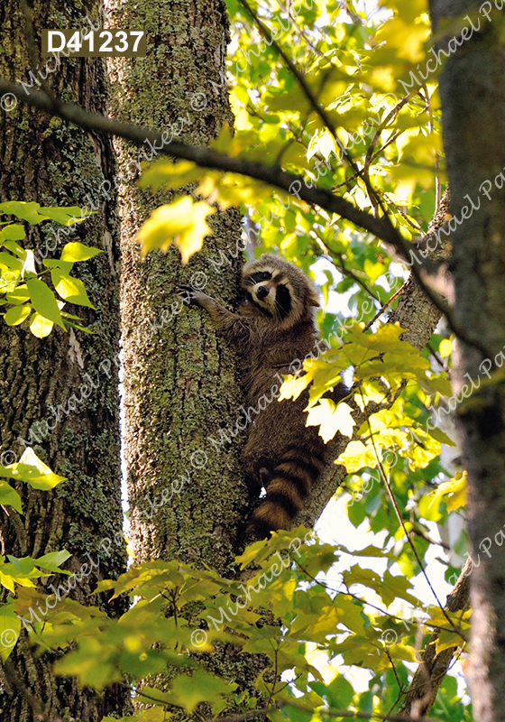 Northern Raccoon (Procyon lotor)